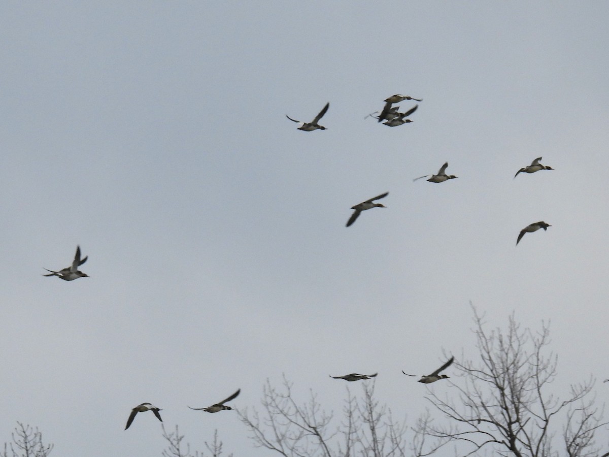 Harle huppé - ML647363858