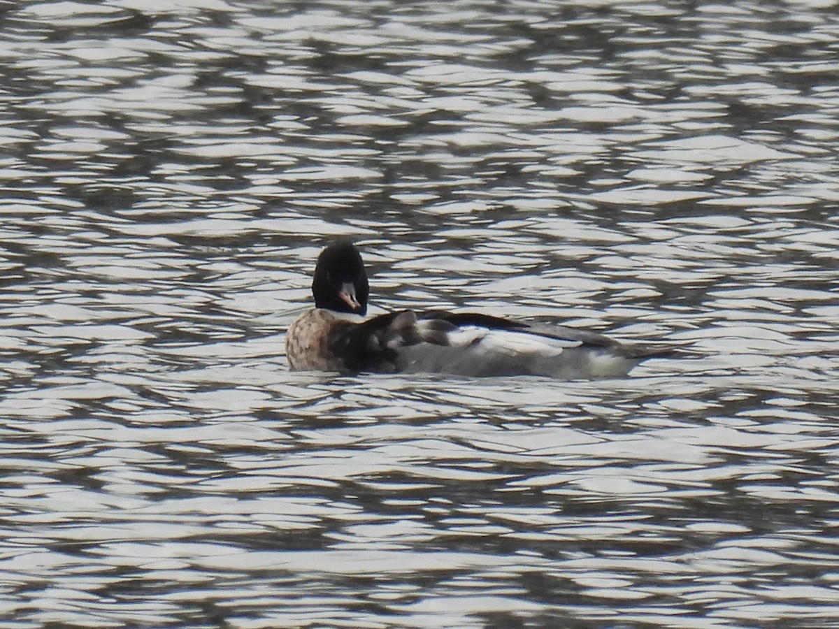 Harle huppé - ML647363859