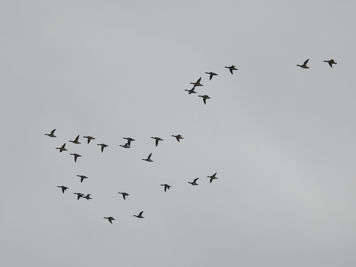 Harle huppé - ML647363861