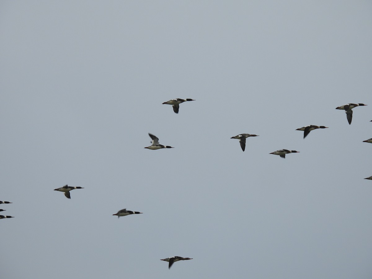 Harle huppé - ML647363862