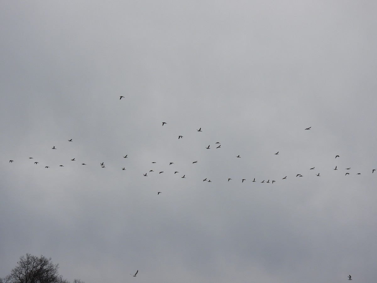 Harle huppé - ML647363863