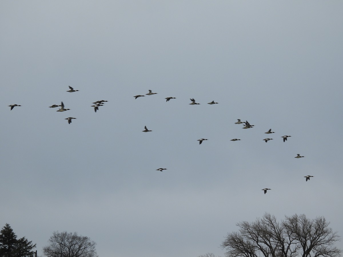 Harle huppé - ML647363864