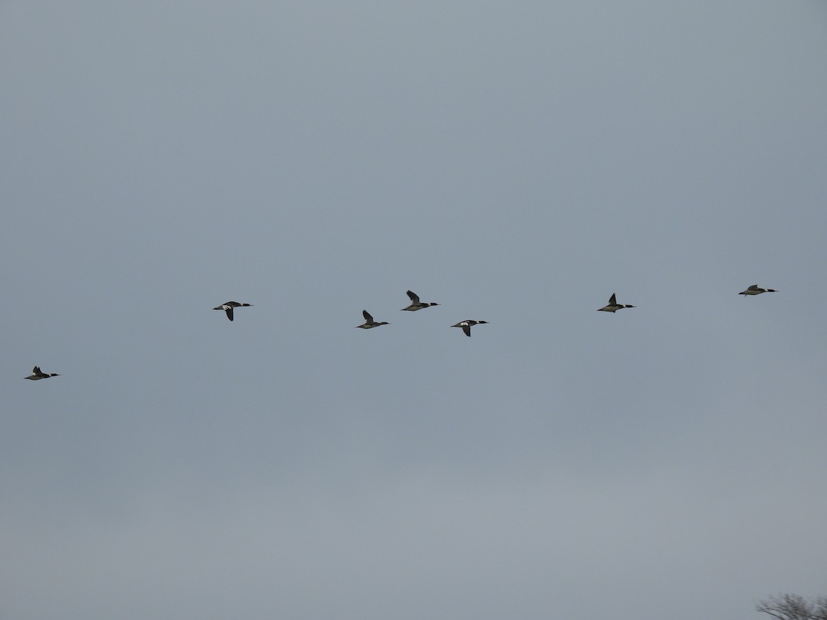 Harle huppé - ML647363865