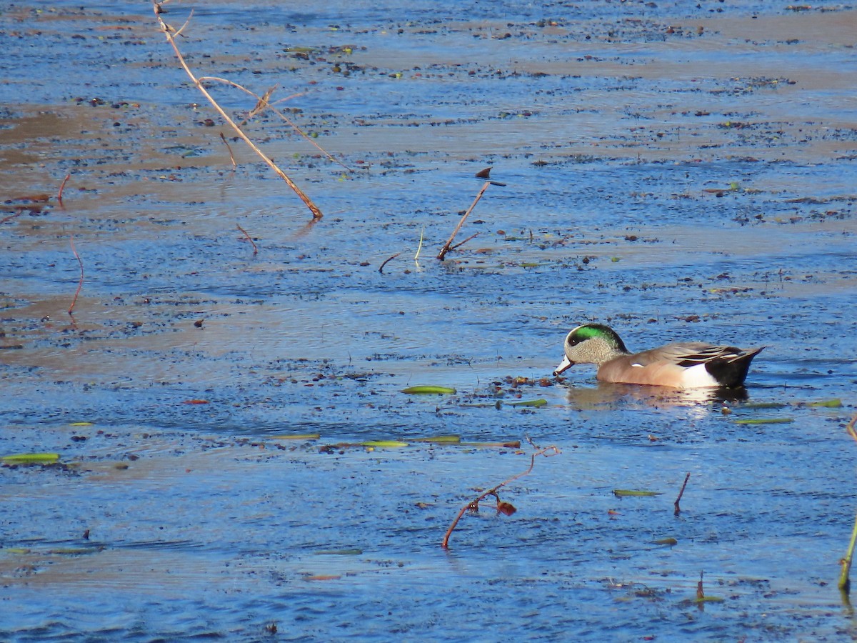 Canard d'Amérique - ML647363867