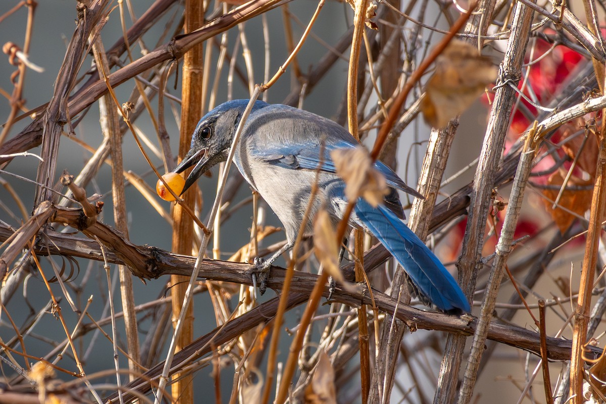 Geai de Woodhouse - ML647363869