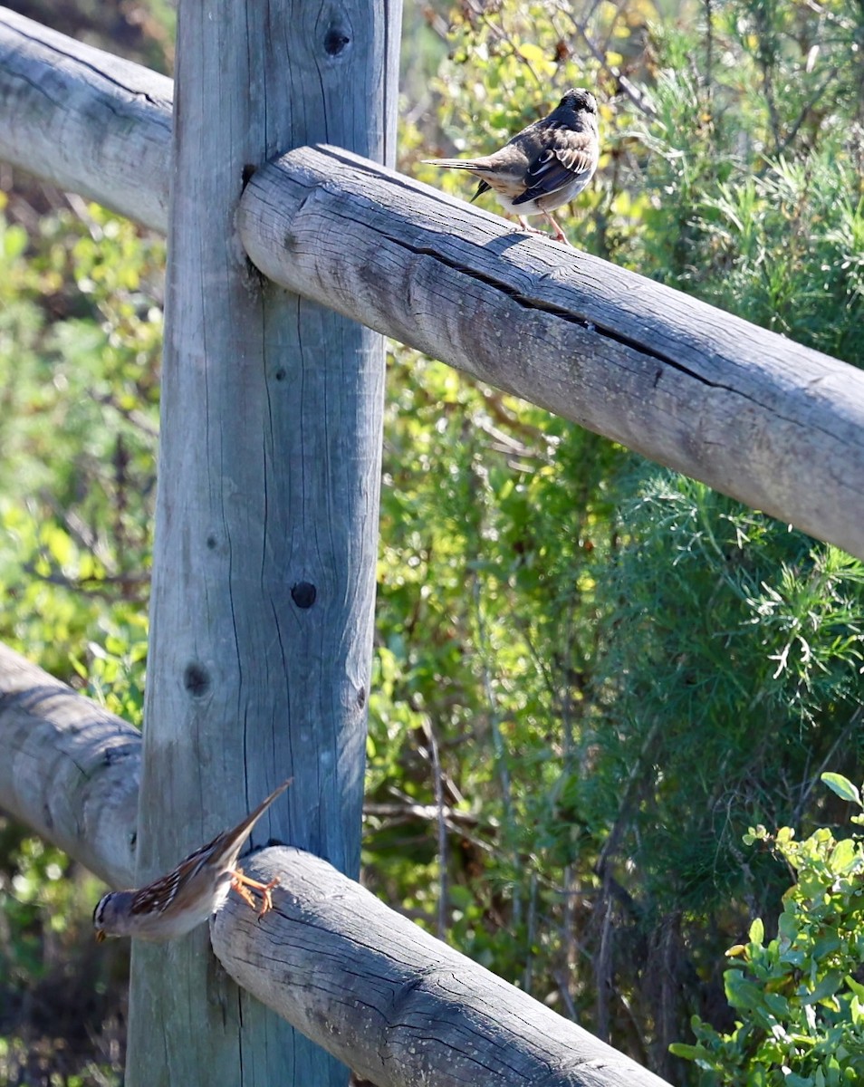 Bruant à couronne blanche - ML647363872