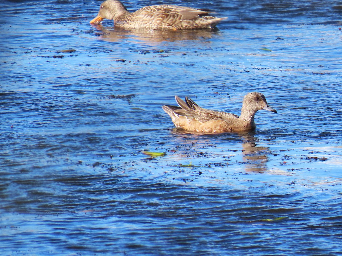 Canard d'Amérique - ML647363878