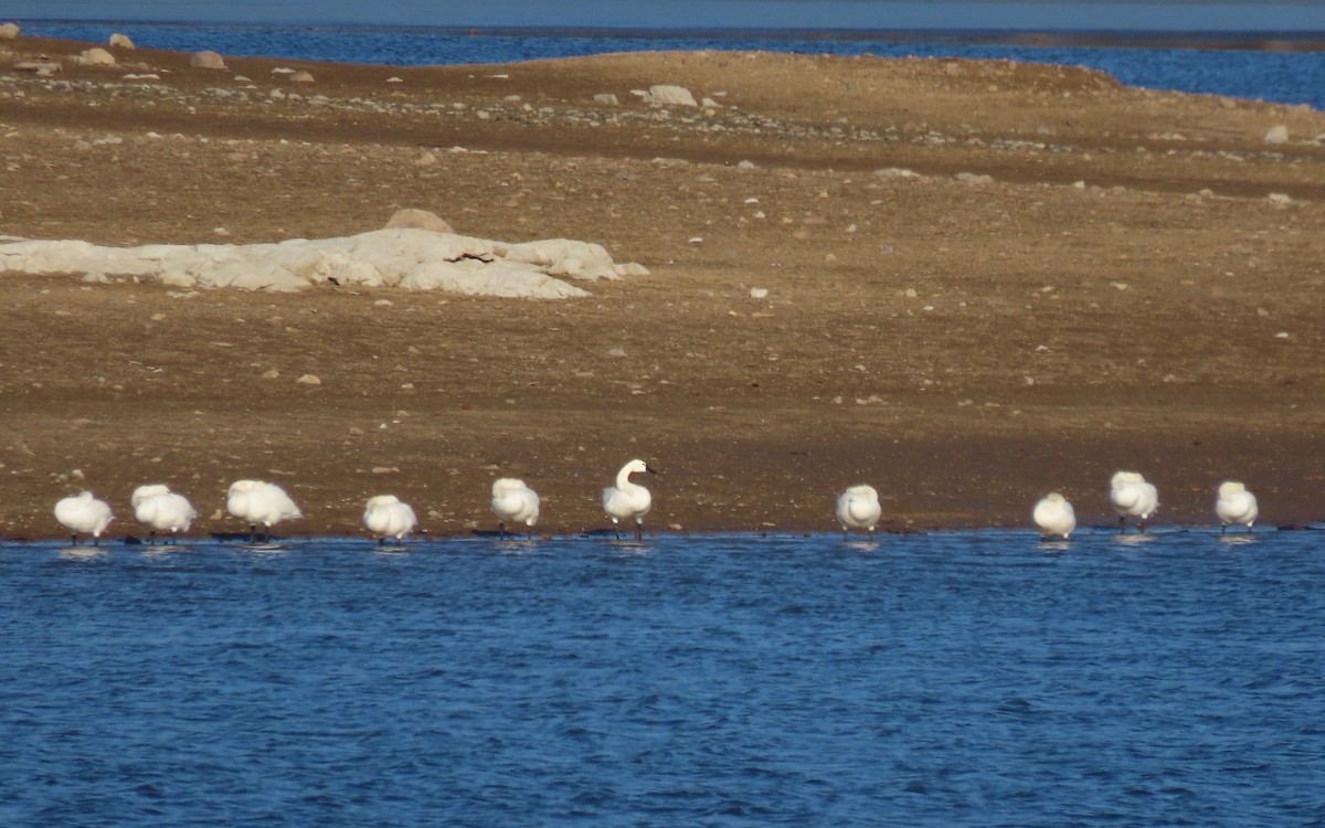 Cygne siffleur - ML647363879