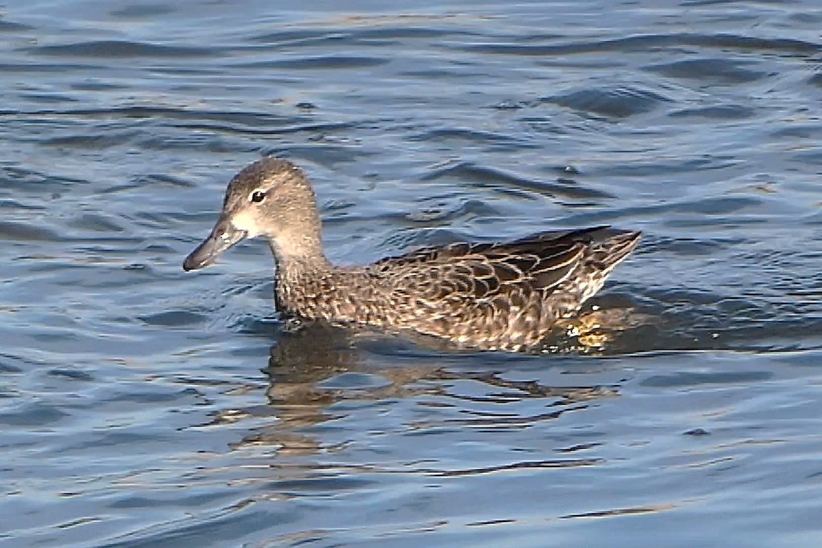 Sarcelle à ailes bleues - ML647363880