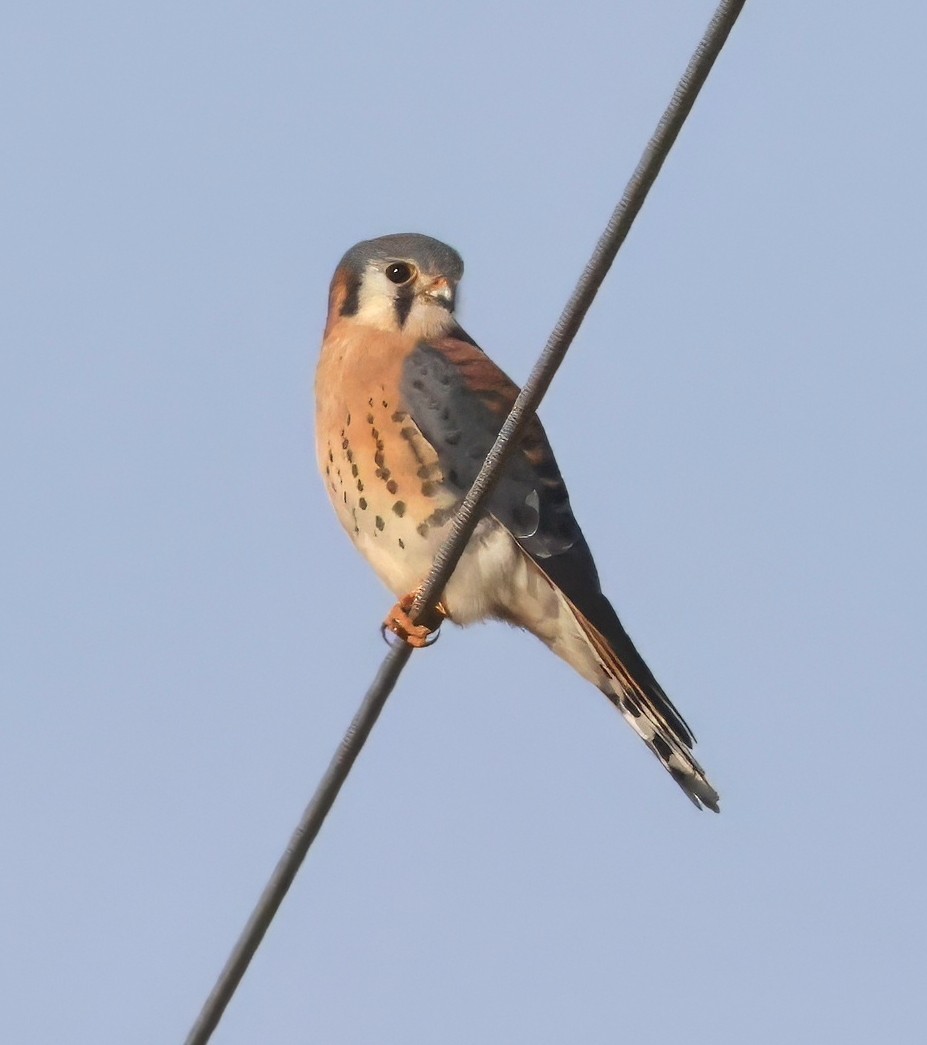 Crécerelle d'Amérique - ML647363882