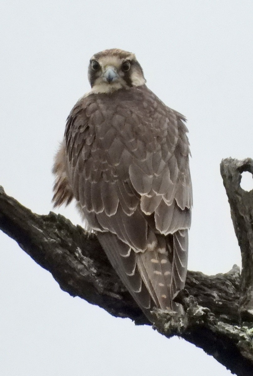 בז צוקים - ML647363883