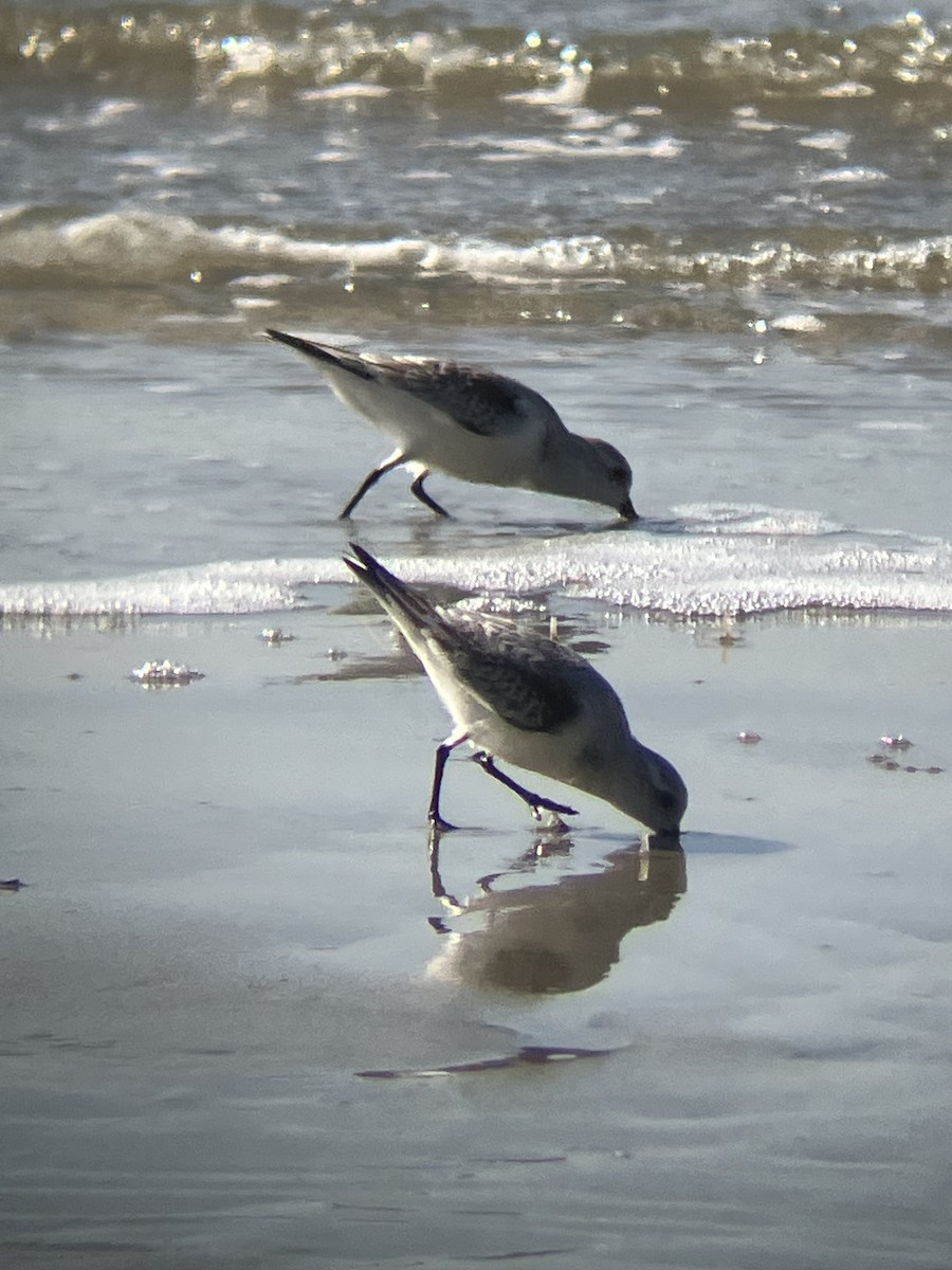 Побережник білий - ML647363884