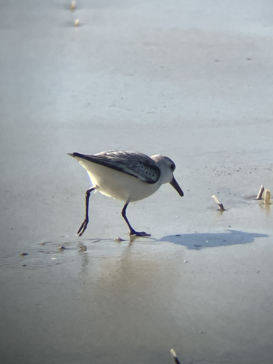 Побережник білий - ML647363885