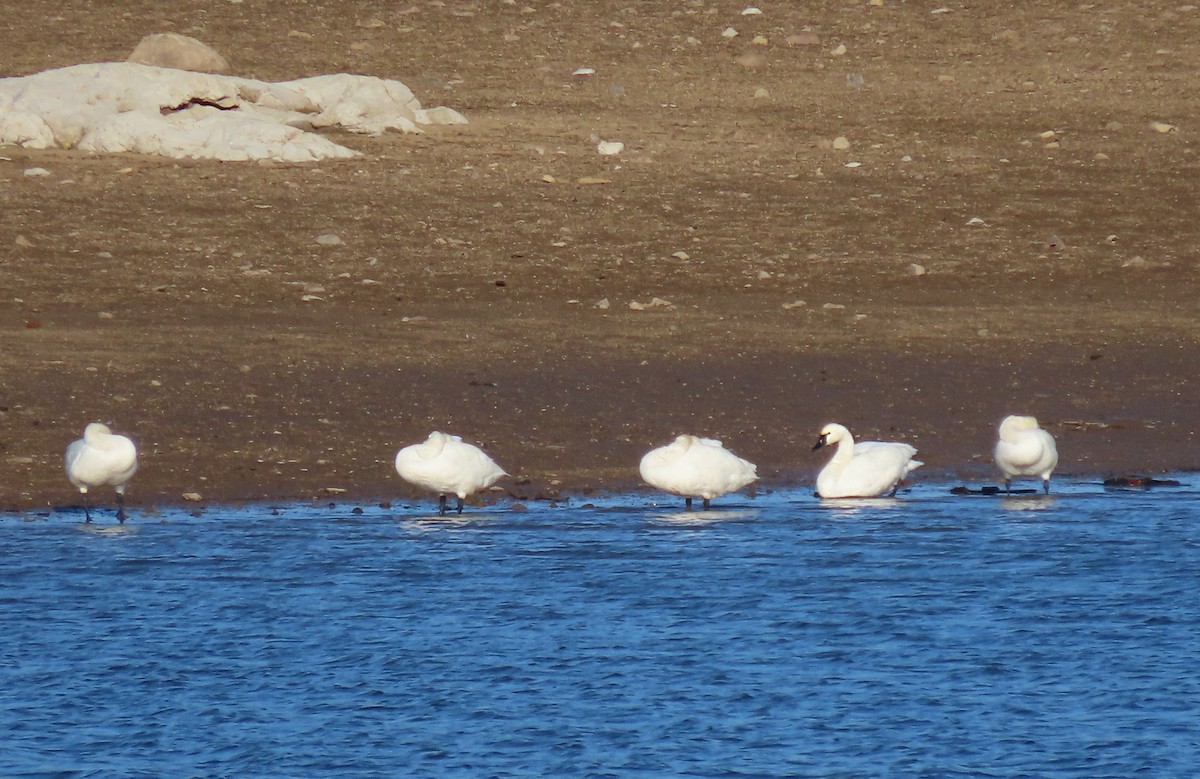 Cygne siffleur - ML647363886