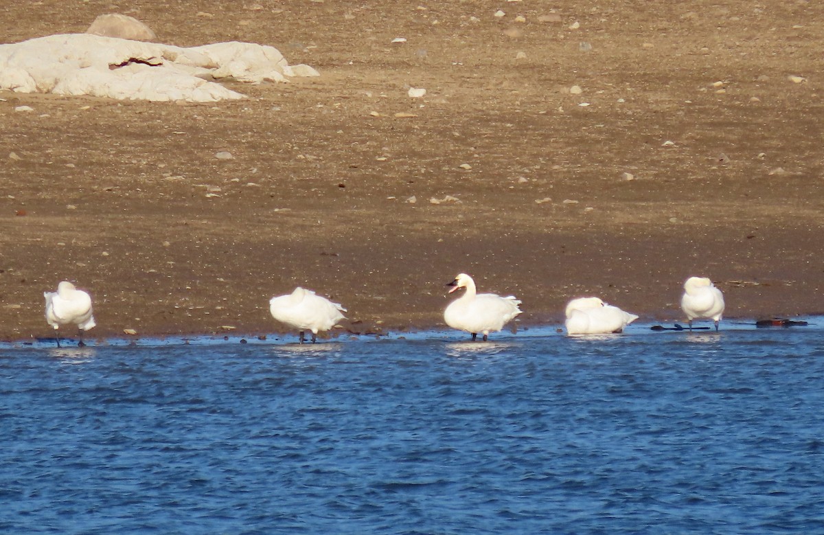Tundra Swan - ML647363897