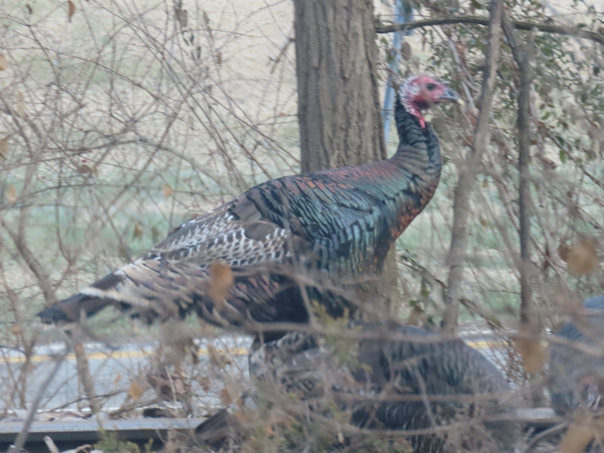 Індик великий - ML647363898