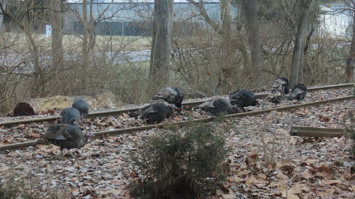 Індик великий - ML647363899