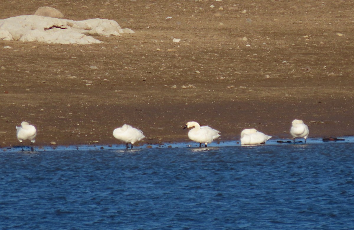 Tundra Swan - ML647363900