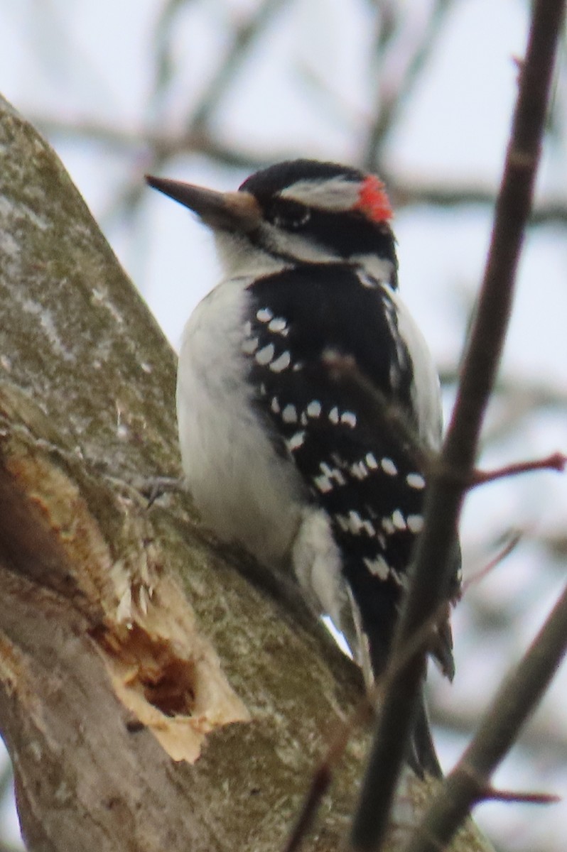 Дятел волохатий - ML647363908