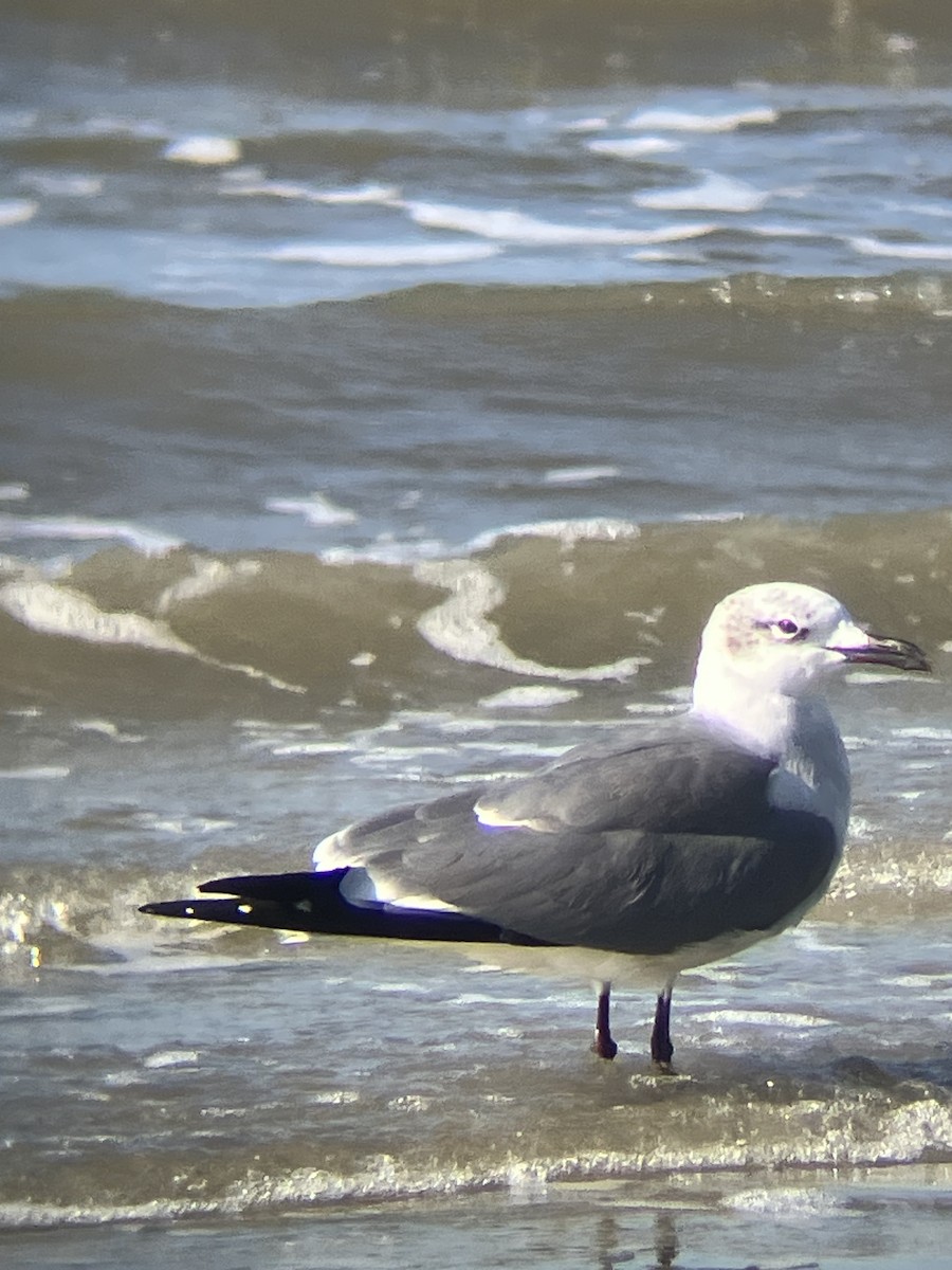 Мартин карибський - ML647363911