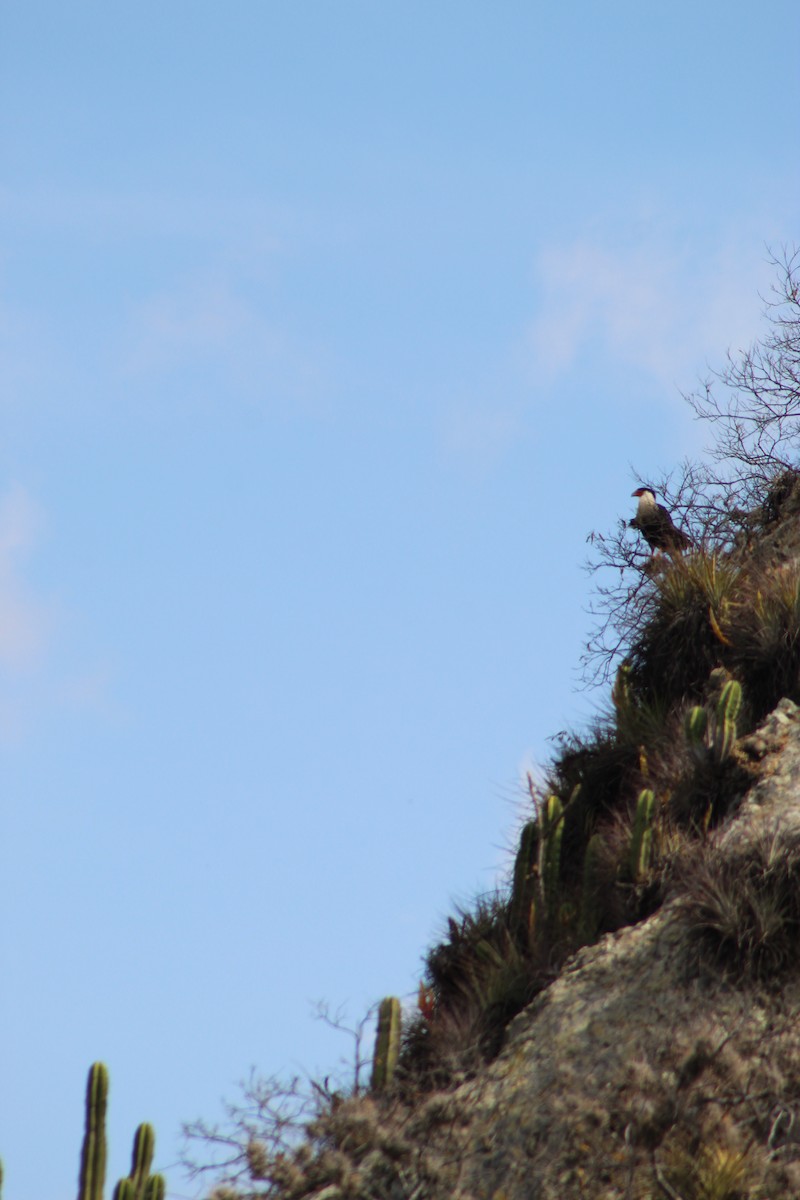 Crested Caracara (Northern) - ML647363918