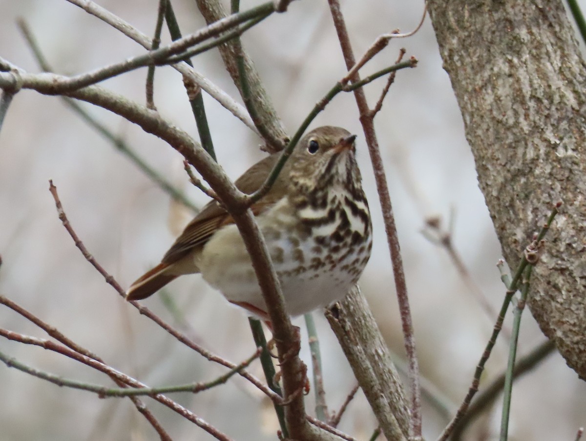 Дрізд-короткодзьоб плямистоволий - ML647363919