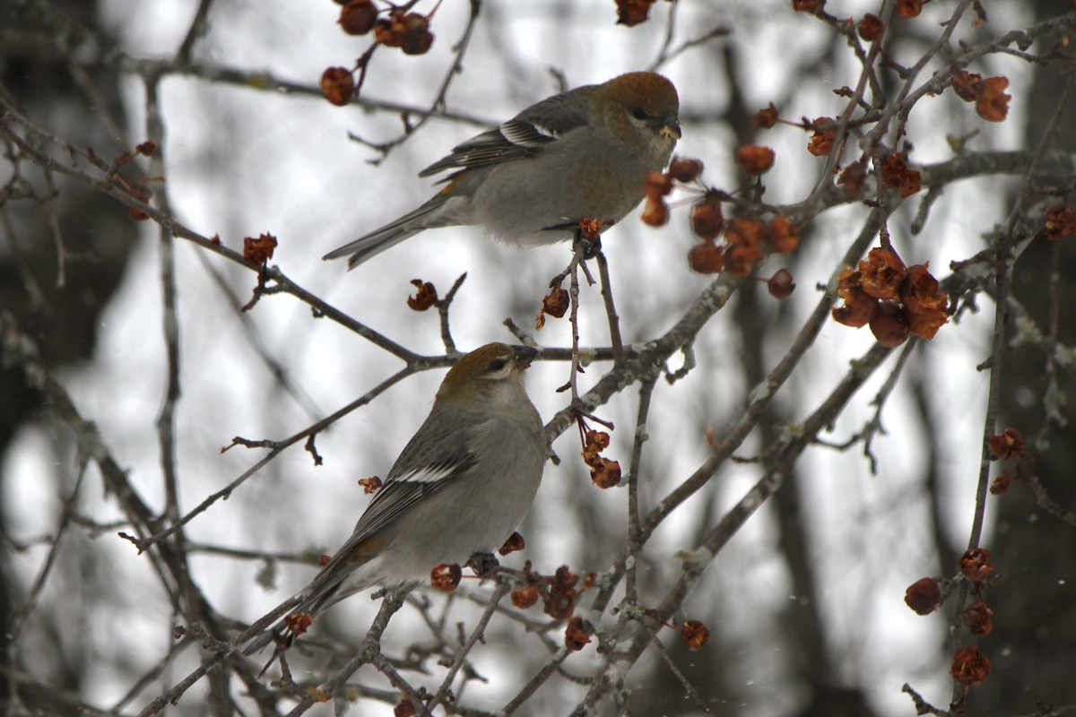 Смеречник тайговий - ML647363926