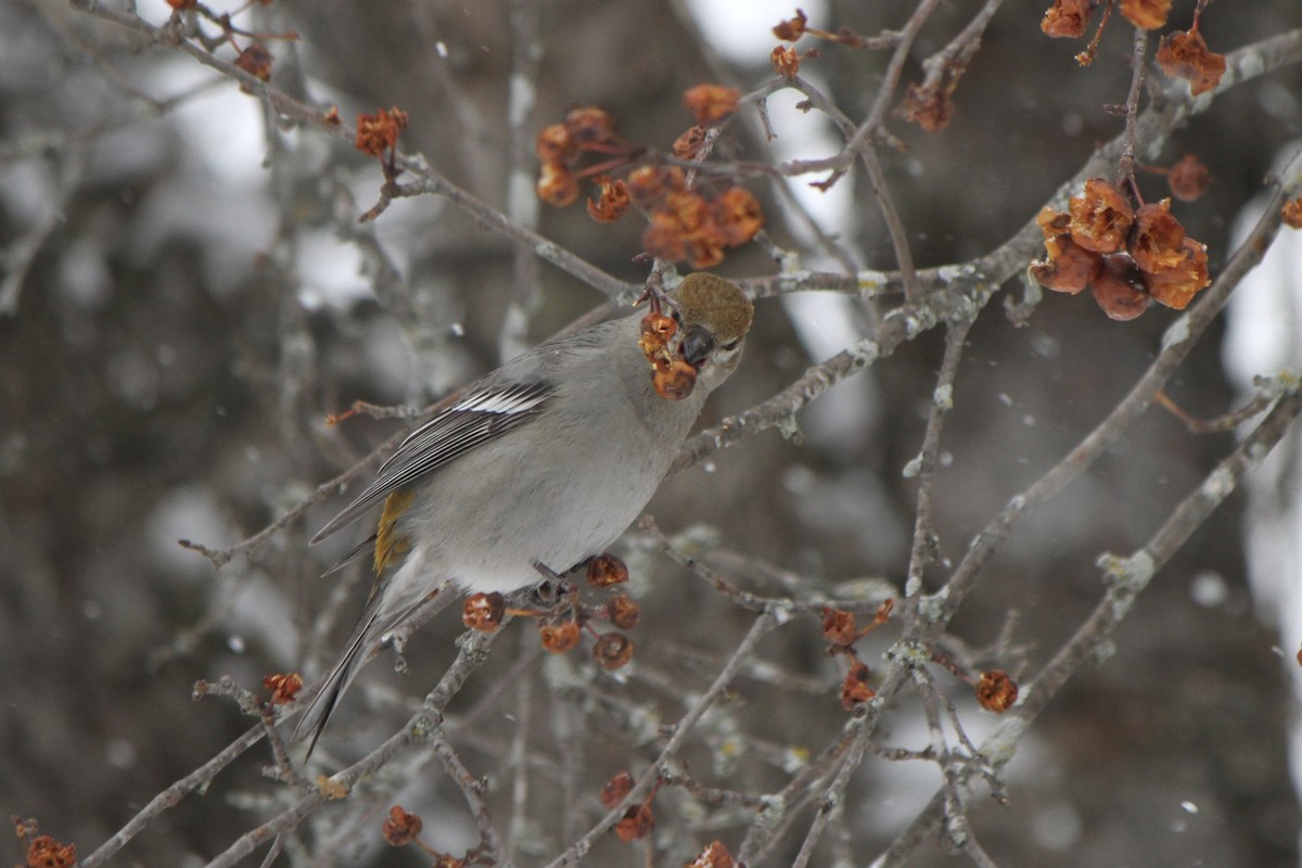 Смеречник тайговий - ML647363927