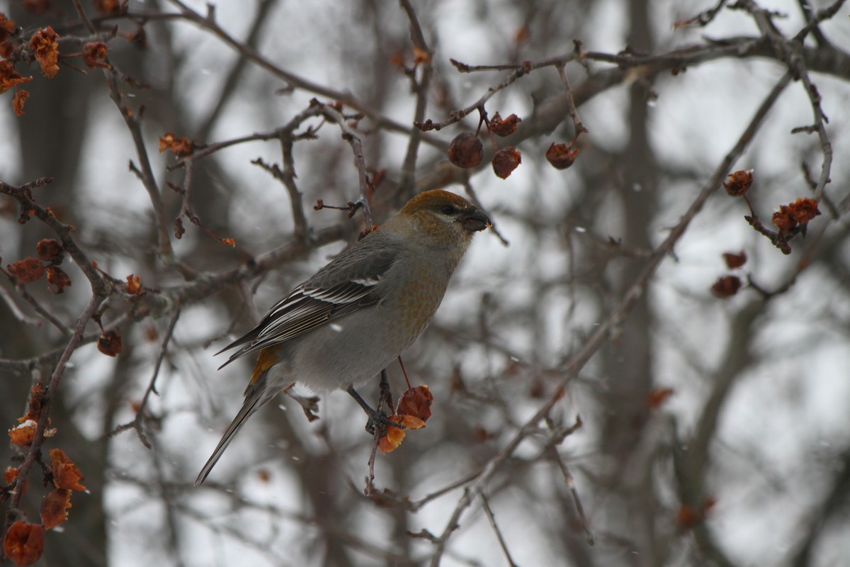 Смеречник тайговий - ML647363928