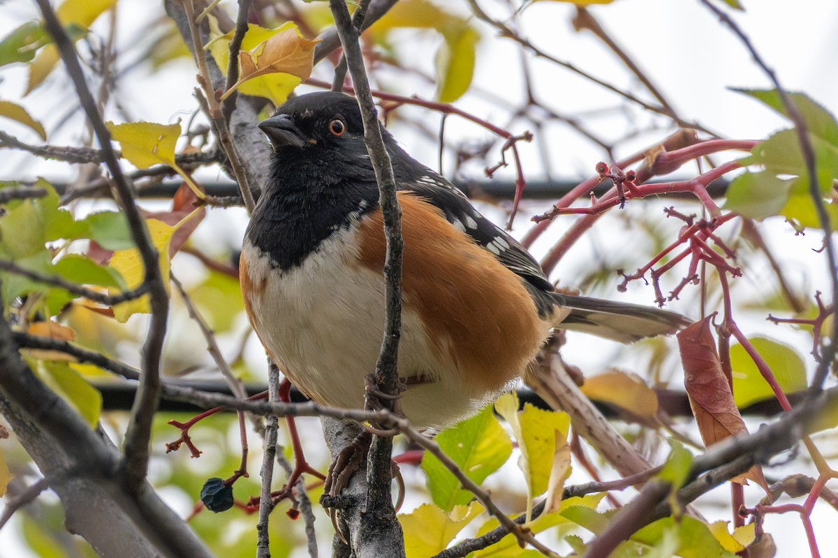 Spotted Towhee (maculatus Group) - ML647363934