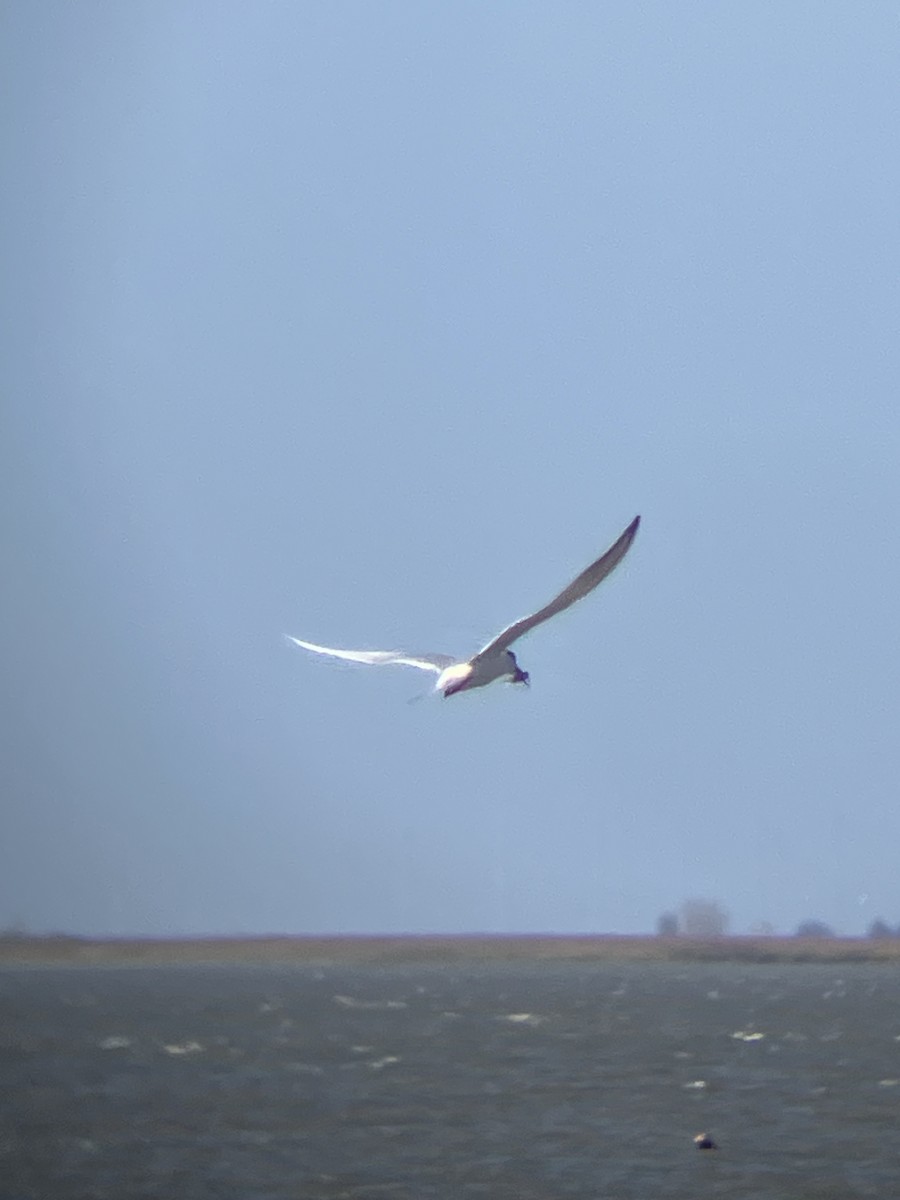 Forster's Tern - ML647363947