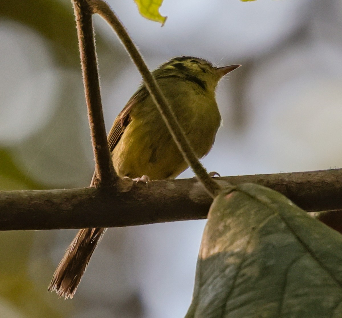 Sao Paulo Bristle-Tyrant - ML647363949