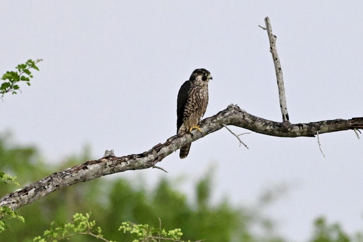Peregrine Falcon - ML647363962