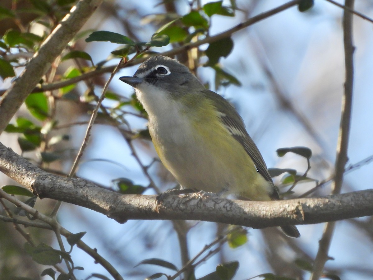 Blue-headed Vireo - ML647363963