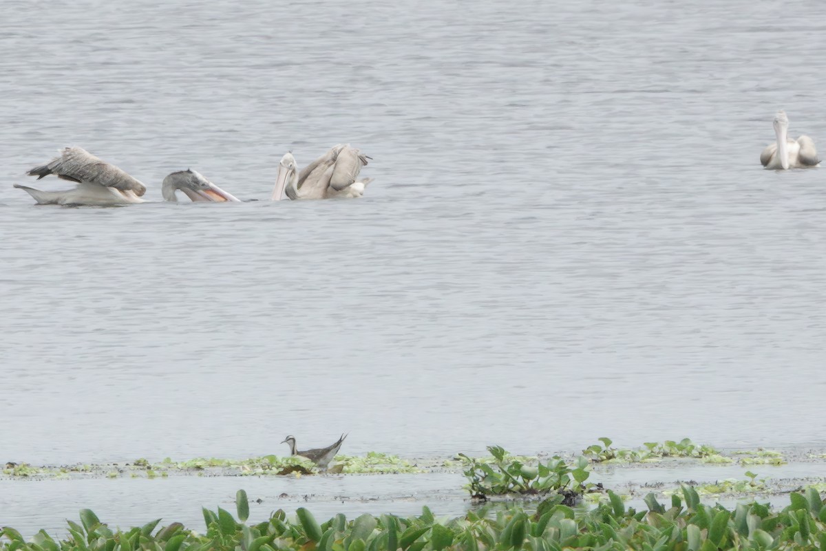 fasanbladhøne - ML647363966