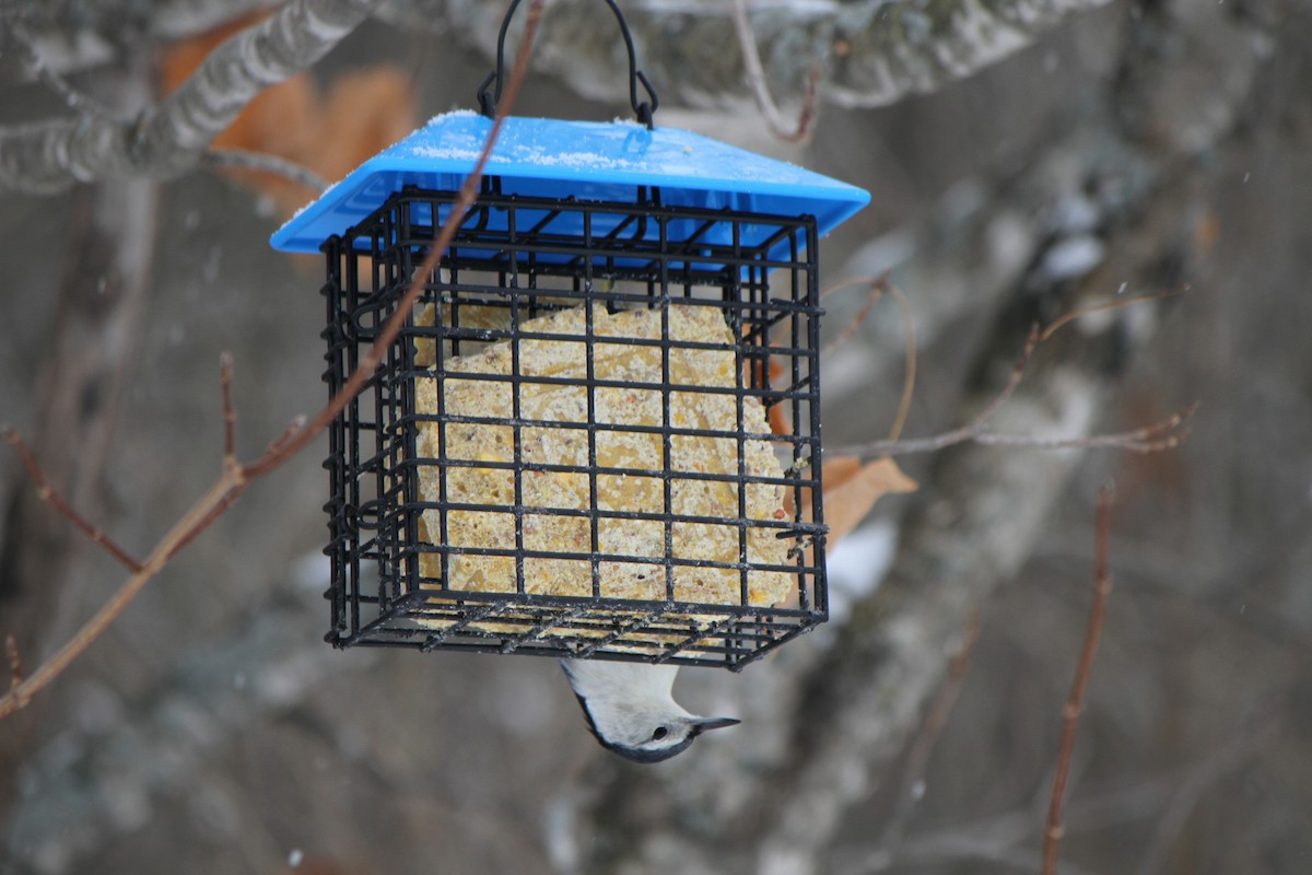 Weißbrustkleiber - ML647363967