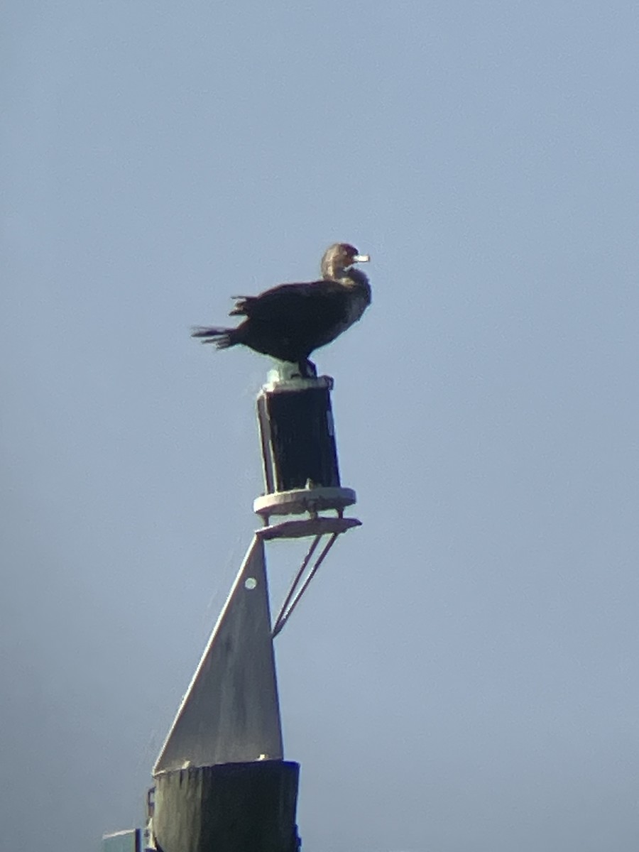 Баклан вухатий - ML647363970