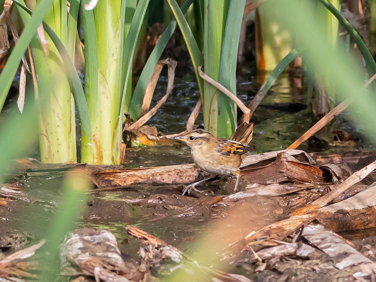 Junquero troglodyte - ML647363971