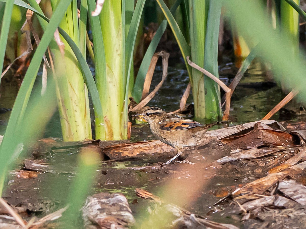 Junquero troglodyte - ML647363972