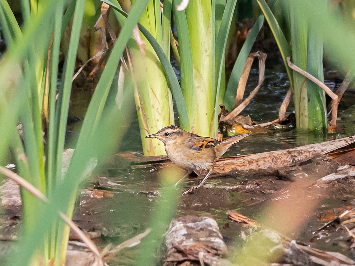 Junquero troglodyte - ML647363973