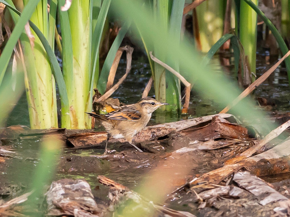 Junquero troglodyte - ML647363974