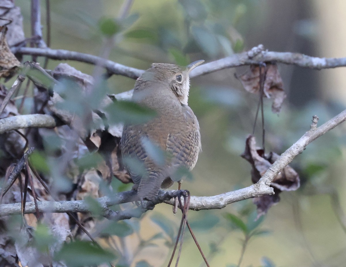 Northern House Wren - ML647363978