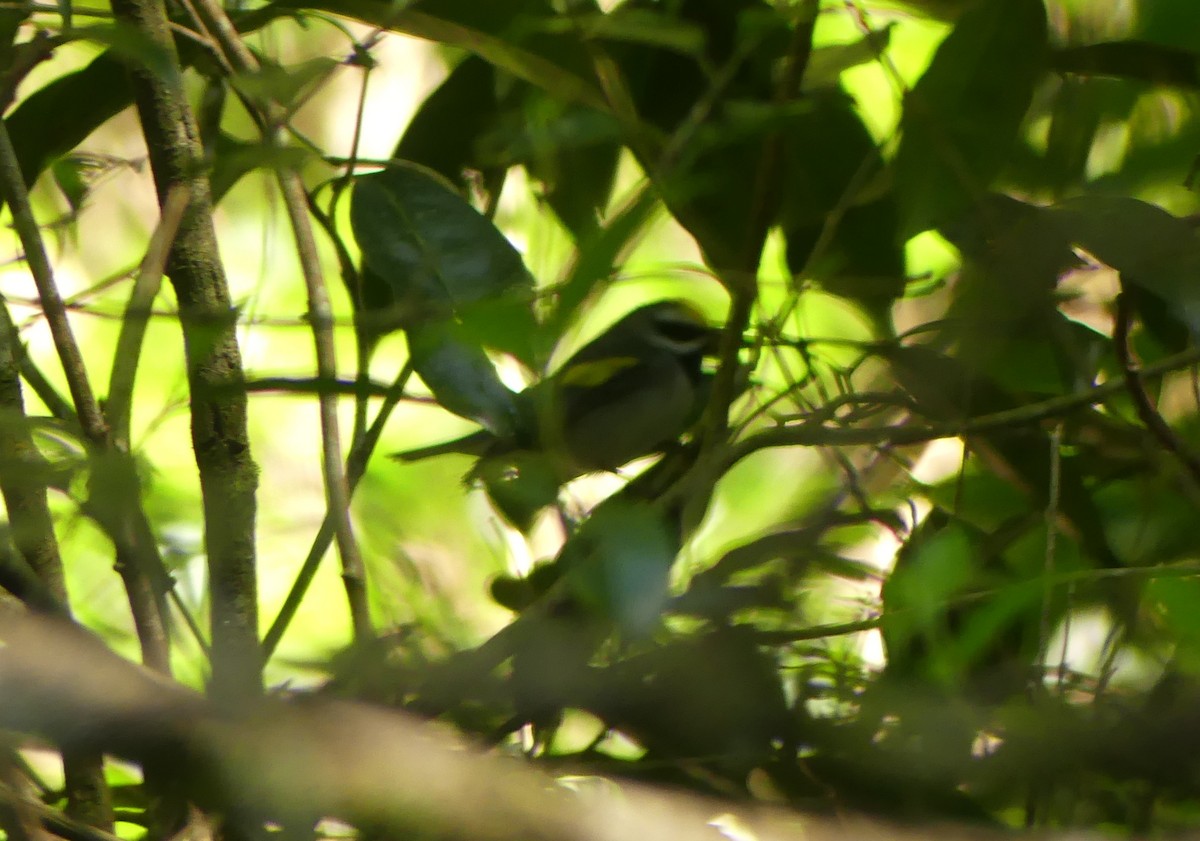 Golden-winged Warbler - ML647363986