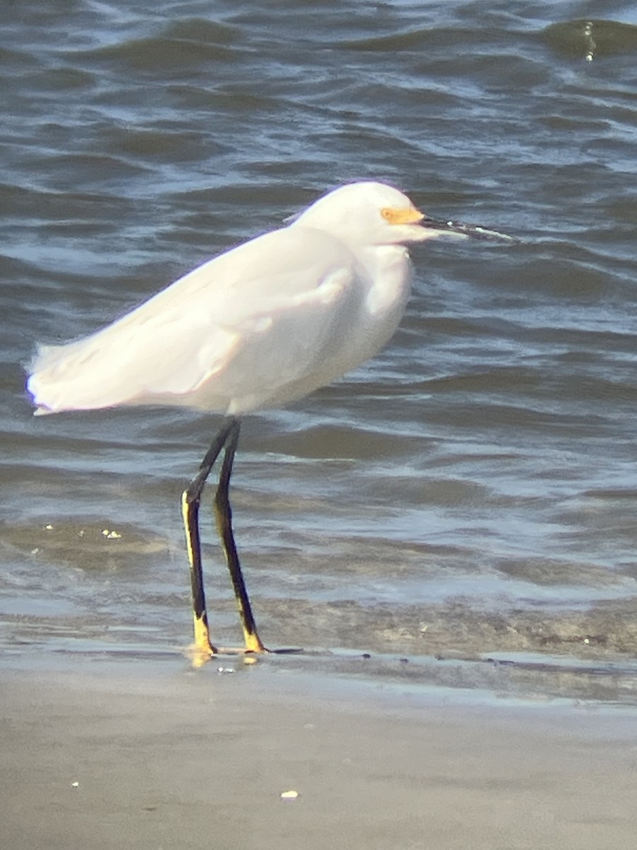 Чепура американська - ML647363990