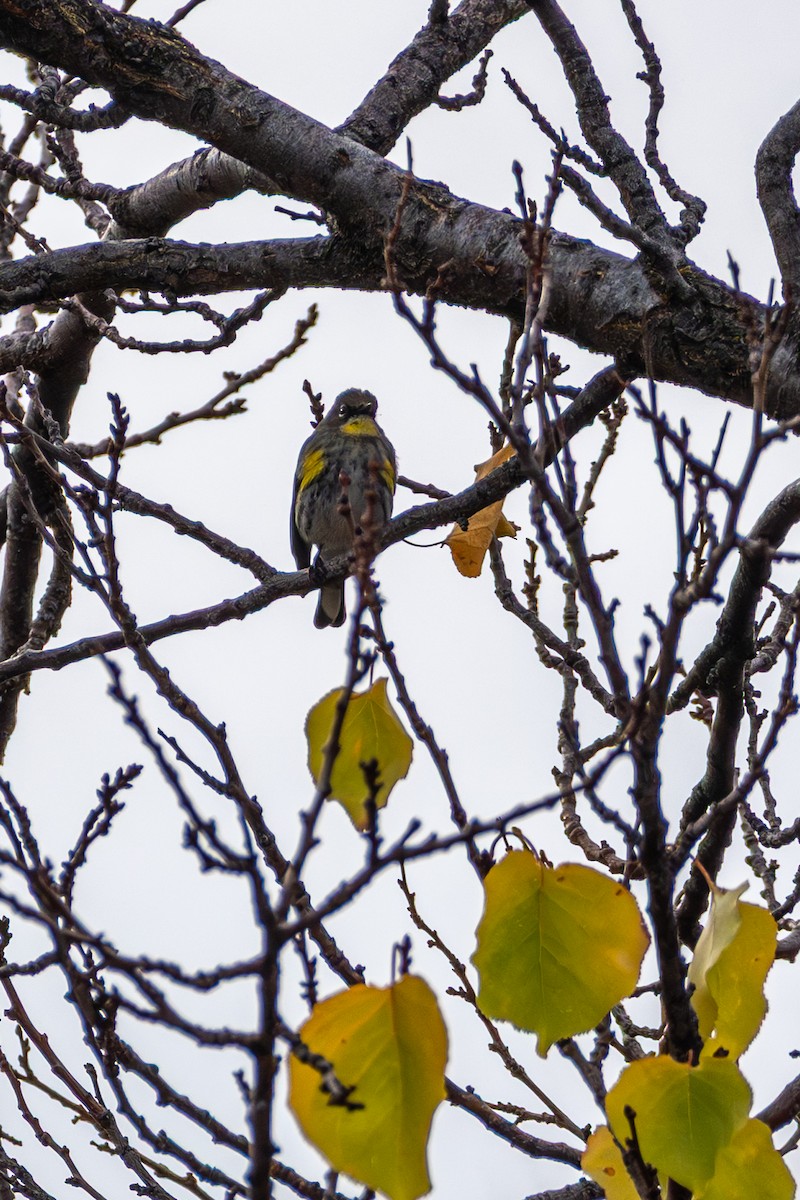 Yellow-rumped Warbler - ML647363994