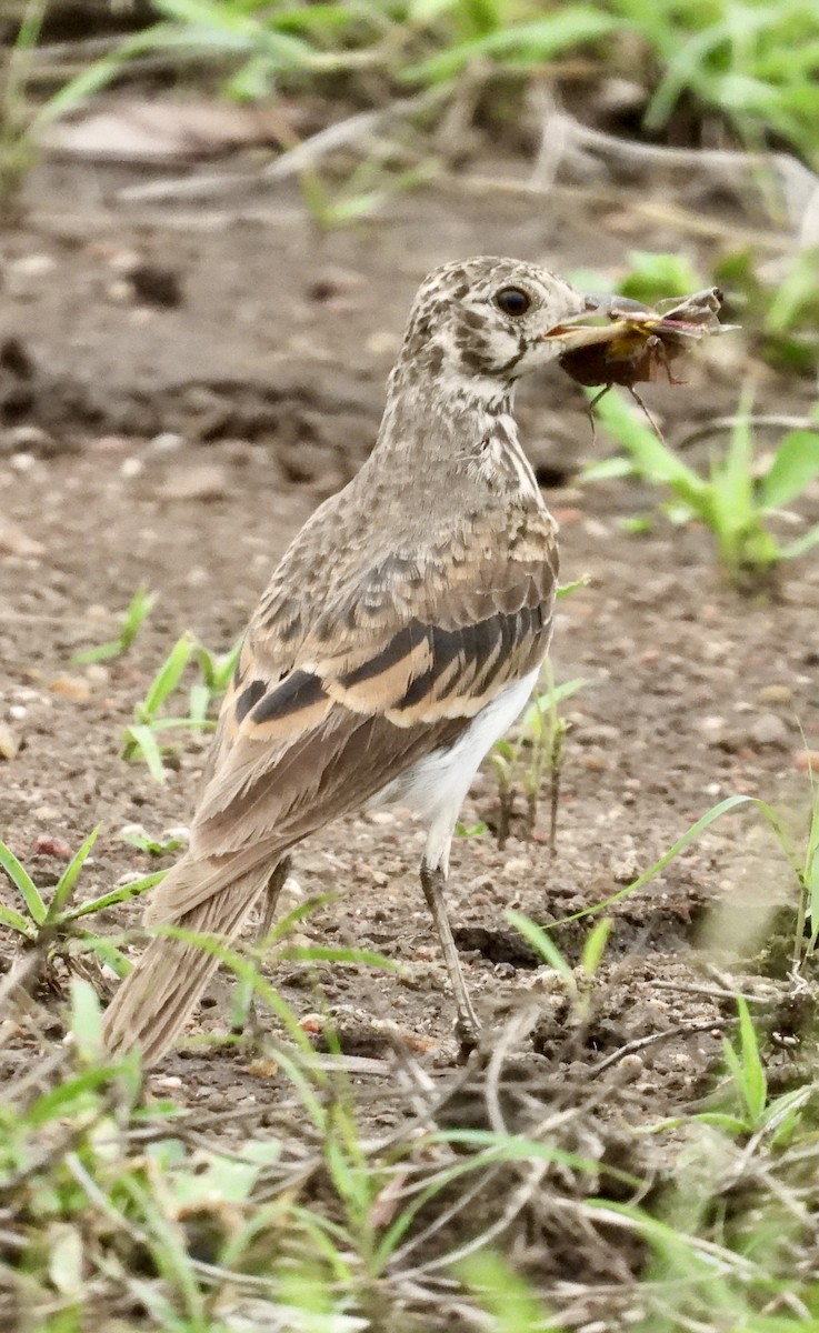 Dusky Lark - ML647363998