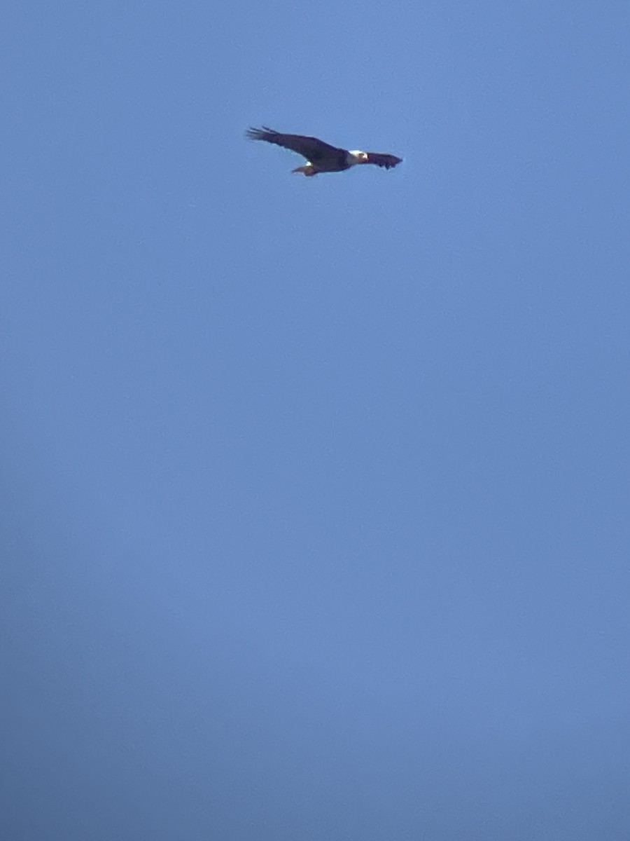 Орлан білоголовий - ML647363999