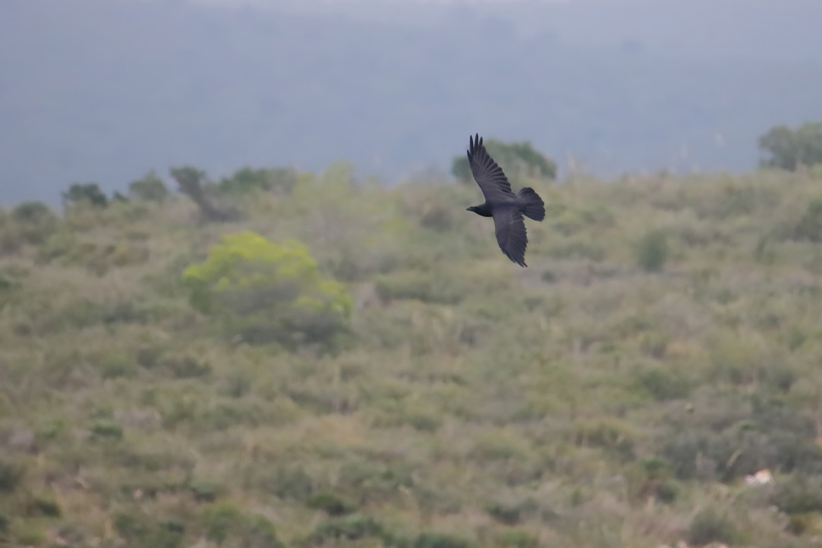 עורב שחור - ML647364001