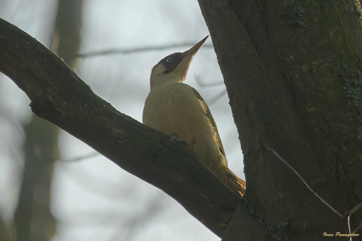 נקר ירוק - ML647364002