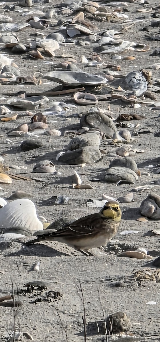 Horned Lark - ML647364014